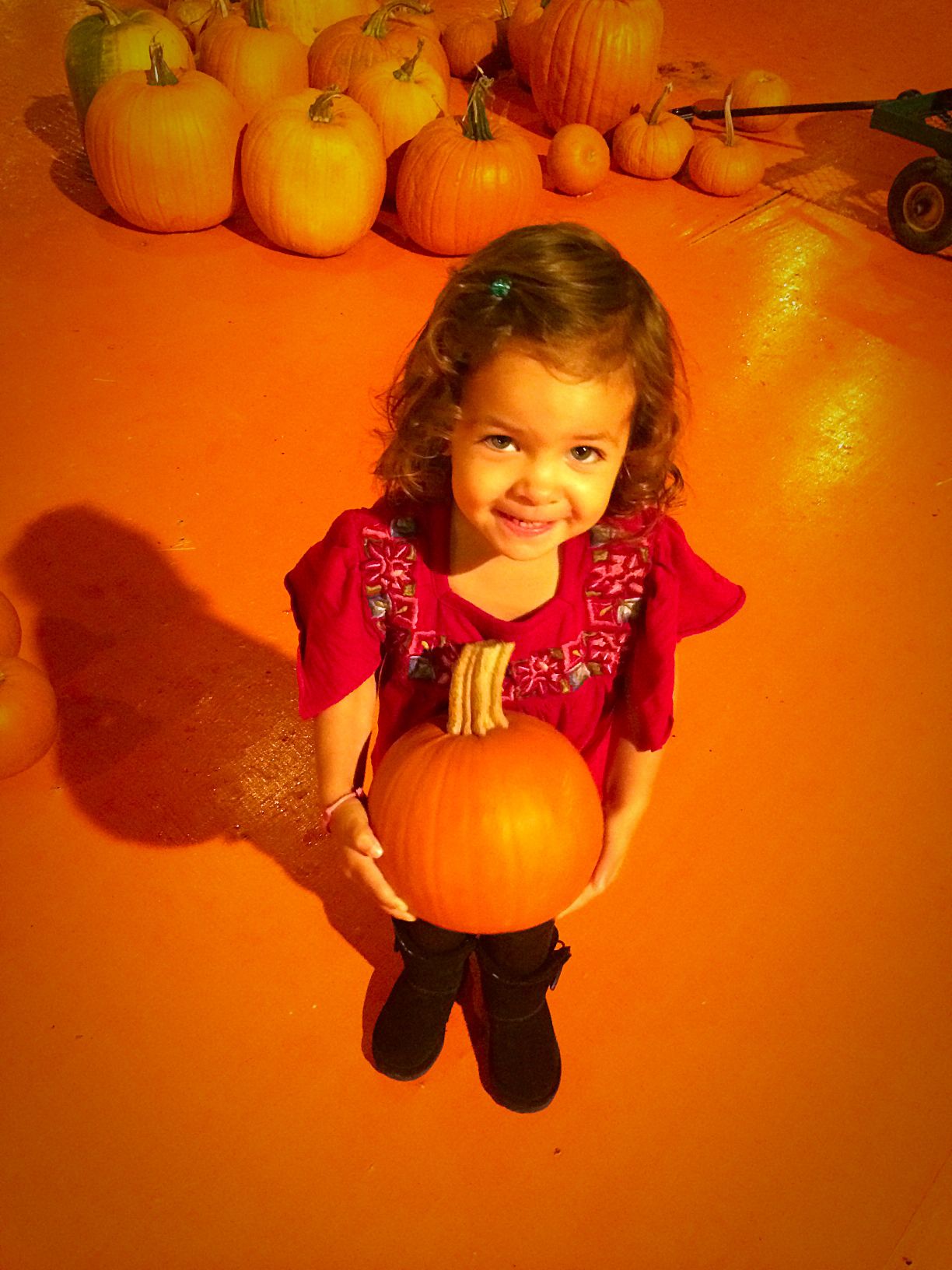 Picking Pumpkins 2015